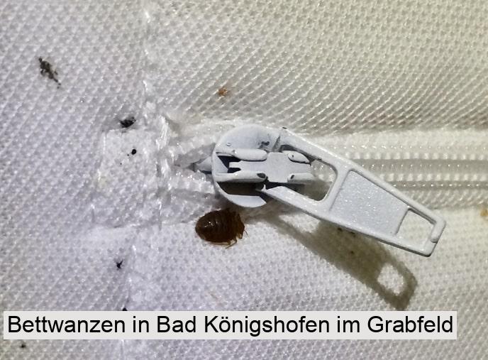 Bettwanzen in Bad Königshofen im Grabfeld